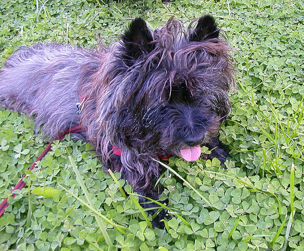 Taggert cooling off in the clover